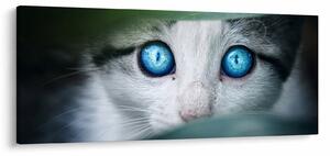 Tablou cu pisica (120x50 cm)