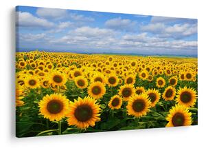 Tablou cu lan de floarea soarelui (90x60 cm)