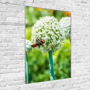 Imagine de sticlă flori de usturoi
