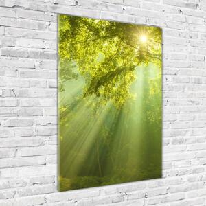 Imagine de sticlă Soare în pădure