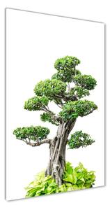 Fotografie imprimată pe sticlă copac bonsai