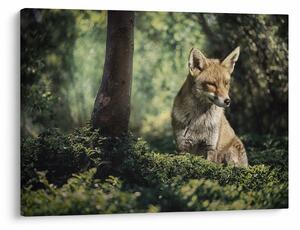 Tablou cu vulpe (70x50 cm)