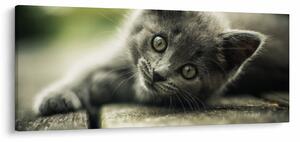 Tablou cu pisicuța (120x50 cm)
