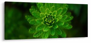 Tablou cu coniferi (120x50 cm)