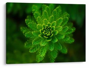 Tablou cu coniferi (70x50 cm)