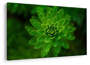 Tablou cu coniferi (90x60 cm)