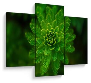 Tablou cu coniferi (90x60 cm)