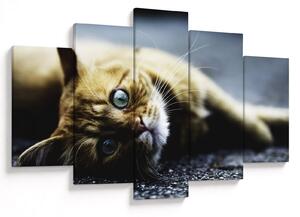 Tablou cu pisica (150x105 cm)