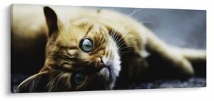 Tablou cu pisica (120x50 cm)