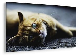 Tablou cu pisica (90x60 cm)