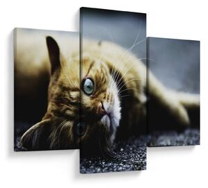 Tablou cu pisica (90x60 cm)