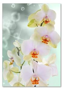 Imagine de sticlă Orhidee