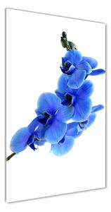 Fotografie imprimată pe sticlă albastru orhidee