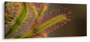 Tablou cu plantă (120x50 cm)