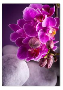 Tablou Printat Pe Sticlă orhidee roz