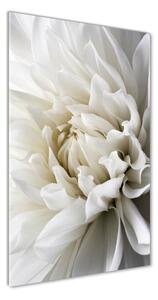 Imagine de sticlă Dahlia alb