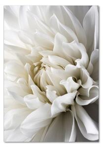 Imagine de sticlă Dahlia alb