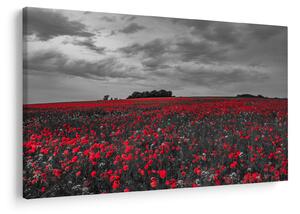 Tablou cu maci (90x60 cm)