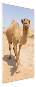 Fotografie imprimată pe sticlă Camel în deșert