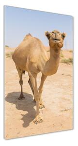 Fotografie imprimată pe sticlă Camel în deșert