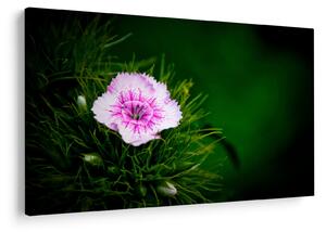 Tablou cu floare roz (90x60 cm)