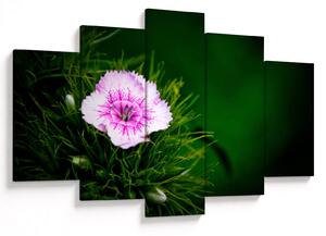 Tablou cu floare roz (150x105 cm)