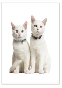 Tablou acrilic Două pisici albe