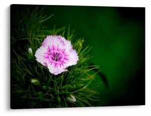 Tablou cu floare roz (70x50 cm)