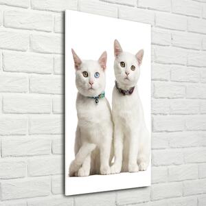 Fotografie imprimată pe sticlă Două pisici albe