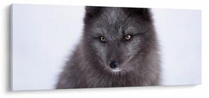 Tablou cu vulpe polară (120x50 cm)
