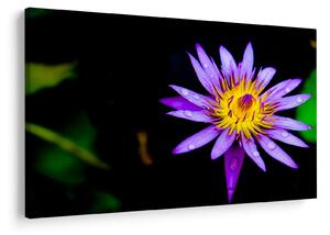 Tablou cu floare (90x60 cm)