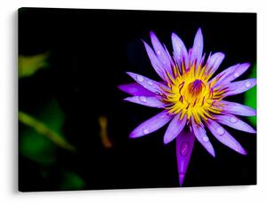 Tablou cu floare (70x50 cm)