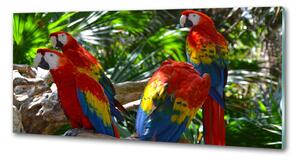 Panou sticlă bucătărie papagali Macaws