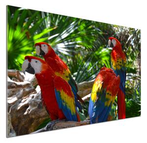 Panou sticlă bucătărie papagali Macaws