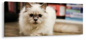 Tablou cu pisica albăr (120x50 cm)