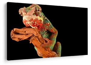 Tablou cu cameleon pe creangă (90x60 cm)