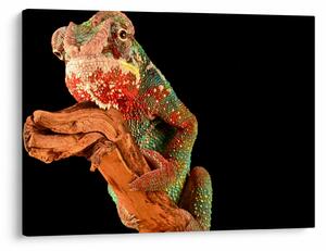 Tablou cu cameleon pe creangă (70x50 cm)
