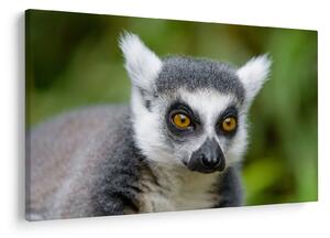 Tablou cu lemur (90x60 cm)