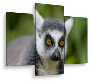 Tablou cu lemur (90x60 cm)