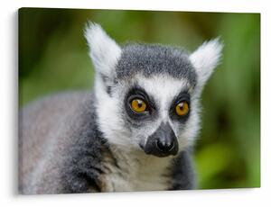 Tablou cu lemur (70x50 cm)