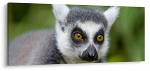 Tablou cu lemur (120x50 cm)
