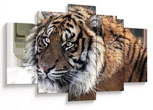 Tablou cu tigrul (150x105 cm)