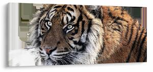 Tablou cu tigrul (120x50 cm)