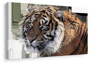 Tablou cu tigrul (90x60 cm)