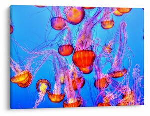 Tablou cu meduse în mare (70x50 cm)