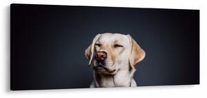 Tablou cu labrador (120x50 cm)