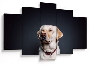 Tablou cu labrador (150x105 cm)