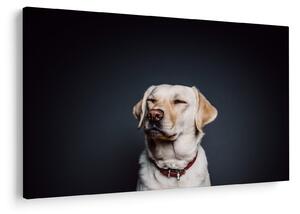 Tablou cu labrador (90x60 cm)