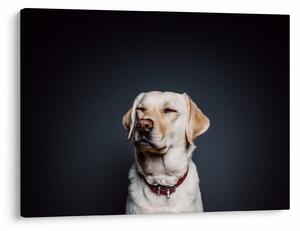 Tablou cu labrador (70x50 cm)