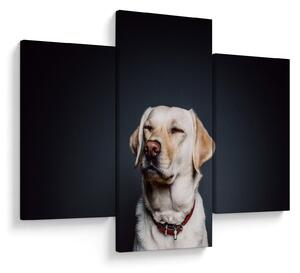 Tablou cu labrador (90x60 cm)
